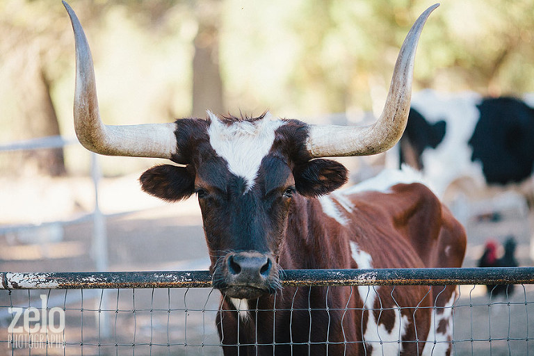 steer-4h-cattle-barnyard-animals-cowhide-condors-nest-ranch