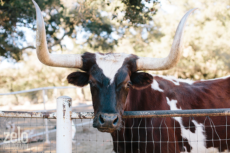 cow-steer-longhorn-barn-animals