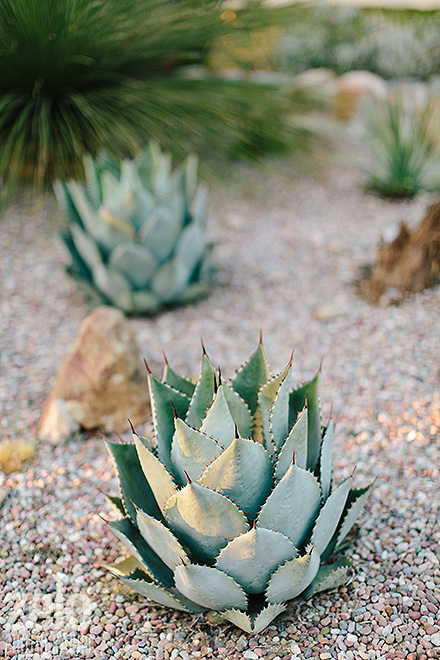 cactus-succulent-desert-agave-wedding-decor-drought-tolerant