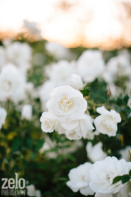 lovely-white-flowers