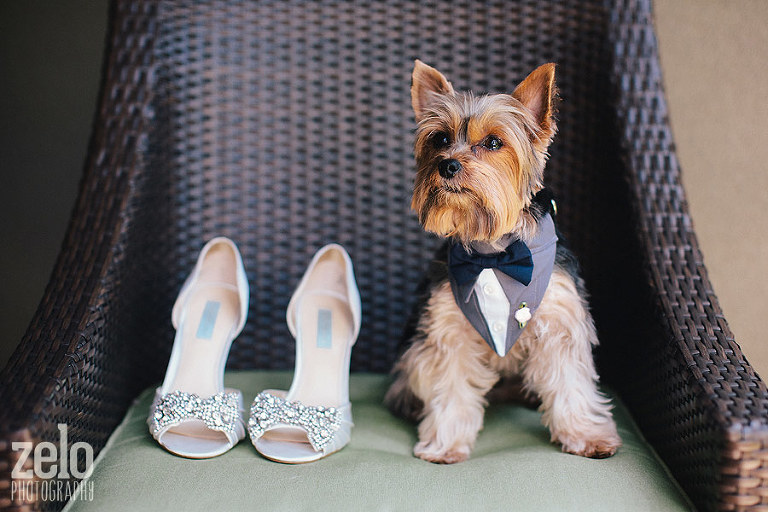 wedding-puppy-dog-yorkie